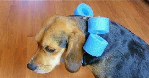 conos para perros|como hacer un collar para perro no se raske.